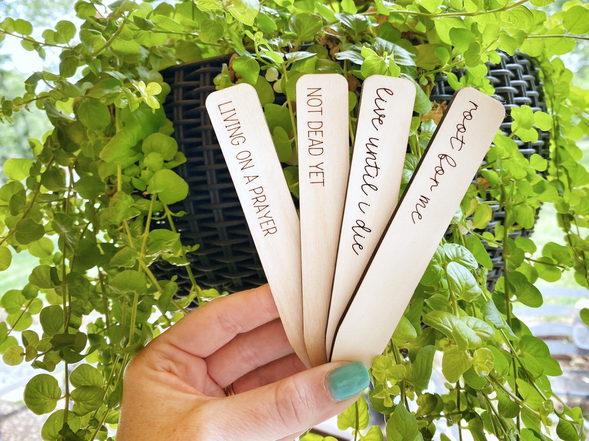 Plant Stakes, Garden Markers, Plant Pun, House Plant Sign, Custom Plant Marker, Funny Plant Marker. Not Dead Yet